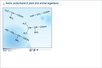 Amino acids found in plant and animal organisms
