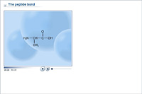 The peptide bond