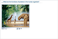 What are the functions of proteins in the human organism?