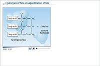 Hydrolysis of fats or saponification of fats