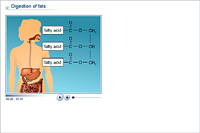 Digestion of fats
