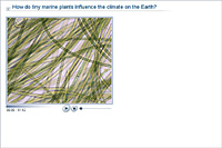 How do tiny marine plants influence the climate on the Earth?
