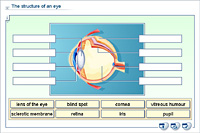The structure of an eye