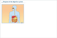 Enzymes in the digestive system