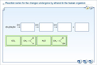 Reaction series for the changes undergone by ethanol in the human organism
