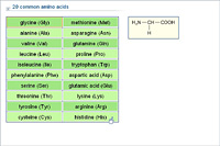 20 common amino acids