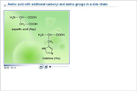 Amino acid with additional carboxyl and amino groups in a side chain