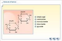 Molecule of lactose