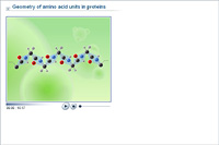 Geometry of amino acid units in proteins