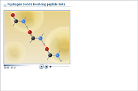 Hydrogen bonds involving peptide links