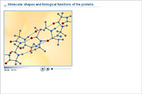 Molecular shapes and biological functions of the proteins