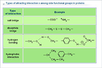 Types of attracting interaction s among side functional groups in proteins