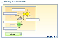 The building blocks of nucleic acids