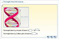 The length of the DNA molecule