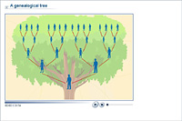 A genealogical tree