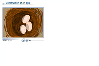 Construction of an egg