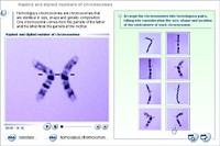 Haploid and diploid numbers of chromosomes