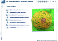The nucleus as a store of genetic material