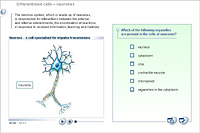Differentiated cells – neurones