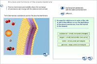 Structure and functions of the plasma membrane