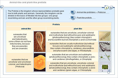 Biology - Lower Secondary - YDP - Student activity - Animal-like and plant-like  protists