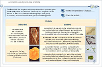 Animal-like and plant-like protists