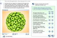 The core (the genome) – the vital part of a virus