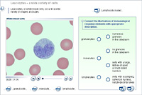 Leucocytes – a wide variety of cells