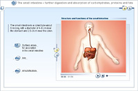 The small intestine – further digestion and absorption of carbohydrates; proteins and fats
