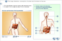 The large intestine – absorption of water and formation of faeces