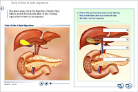 Role of bile in lipid digestion
