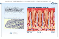 Absorption of digestive products – role of the intestinal villi and their epithelial cells