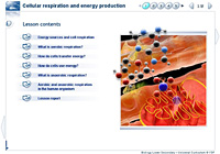 Cellular respiration and energy production