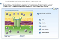 Excitability – a special feature of the neurone plasma membrane