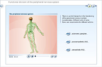 Functional division of the peripheral nervous system