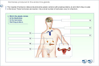 Hormones produced in the endocrine glands