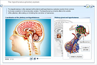 The hypothalamus-pituitary system