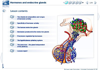 Hormones and endocrine glands