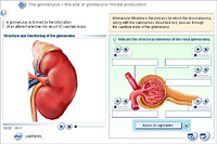 The glomerulus – the site of glomerular filtrate production