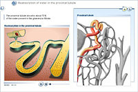 Reabsorption of water in the proximal tubule