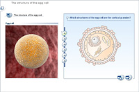 The structure of the egg cell
