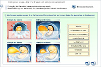 Embryonic stage – the first 8 weeks of embryo development