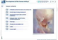 Development of the human embryo