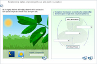 Relationship between photosynthesis and plant respiration