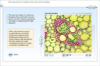 The structure of xylem and vascular bundles