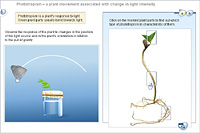 Tropisms – plant movements associated with directional stimuli