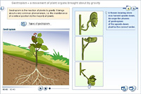 Geotropism – a movement of plant organs brought about by gravity