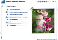 Heredity according to Mendel