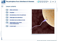 The principles of sex inheritance in humans