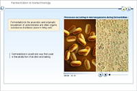 Fermentation in biotechnology